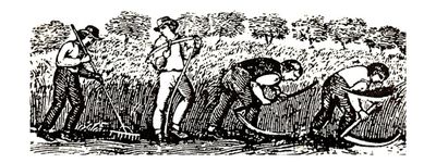 working grain blog pic