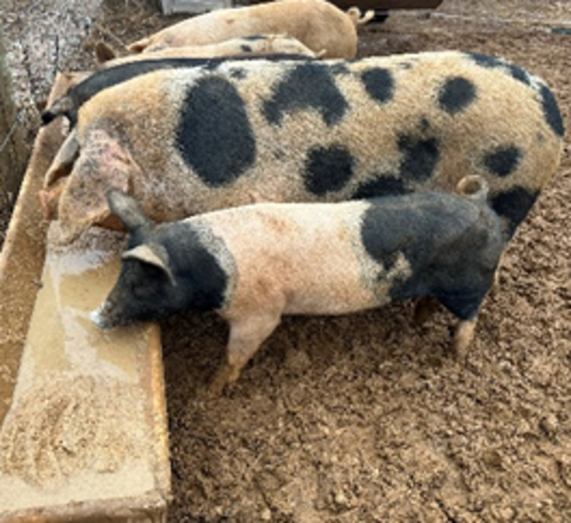 pigs eating
