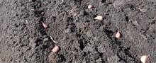 garlic