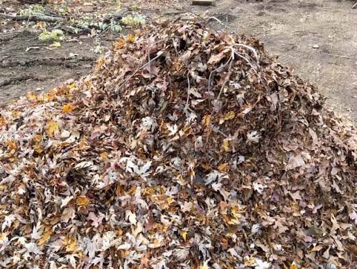 shredded leaves